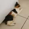 MINA, chaton femelle type européen