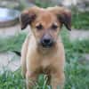 BOUNKAY, chiot mâle Berger Créole
