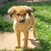 BOUNKAY, chiot mâle Berger Créole