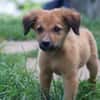 BOUNKAY, chiot mâle Berger Créole