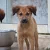 BOUNKAY, chiot mâle Berger Créole