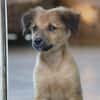BOUNKAY, chiot mâle Berger Créole