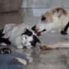 HOWDI, chiot Berger Créole (format “drôle & câlin”)