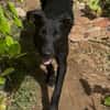 LOCKY, Chiot mâle Croisé Labrador