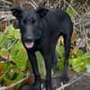 LOCKY, Chiot mâle Croisé Labrador