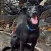 LOCKY, Chiot mâle Croisé Labrador