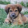 THIAKRY, Chiot mâle Croisé Créole