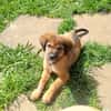 THIAKRY, Chiot mâle Croisé Créole