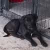 Milady, Femelle junior Croisée Labrador