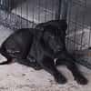 Milady, Femelle junior Croisée Labrador