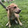 🐾 MYDEE, petit cœur à quatre pattes, cherche sa famille ! 🐾