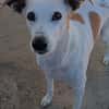 AMBER