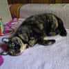 Malvina