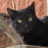 Kater Arthos