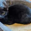 Kater Arthos