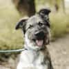 Zuhause gesucht für Dobby