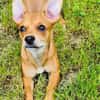 Chihuahua Pinscher mix Moni