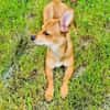 Chihuahua Pinscher mix Moni