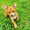 Chihuahua Pinscher mix Moni