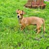 Chihuahua Pinscher mix Moni