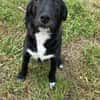 Labrador Mix Hans