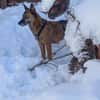 NISHA sucht ihre eigene aktive Familie