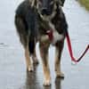 Scotty dringend Zuhause gesucht