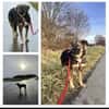 Scotty dringend Zuhause gesucht