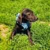 Bentley ein liebes Kerlchen