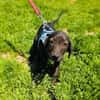 Bentley ein liebes Kerlchen