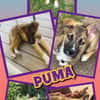 Welpenjunge Puma auf PS in 80686