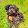 Schnoodle Mix Aria