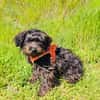 Schnoodle Mix Aria