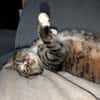 Sid sucht ein liebevolles Zuhause