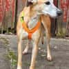Estrella, fast ein Galgo