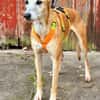 Estrella, fast ein Galgo