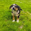 Maya sucht ein Zuhause