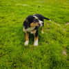 Maya sucht ein Zuhause