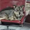 SONJA IST DER IDEALE FAMILIENHUND