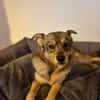 SONJA IST DER IDEALE FAMILIENHUND