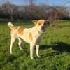 Ginger ein toller Labrador Mix