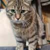 Rajah  Tigermädel sucht Familie