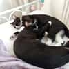Lipici & Sissi 2 kleine Maskenkatzen