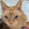 MINETTE