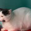 TOM