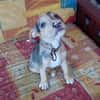 ARROW, CHIOT MÂLE BERGER CRÉOLE
