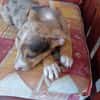 ARROW, CHIOT MÂLE BERGER CRÉOLE