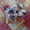 ARROW, CHIOT MÂLE BERGER CRÉOLE