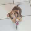 ARROW, CHIOT MÂLE BERGER CRÉOLE