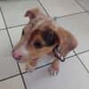 ARROW, CHIOT MÂLE BERGER CRÉOLE